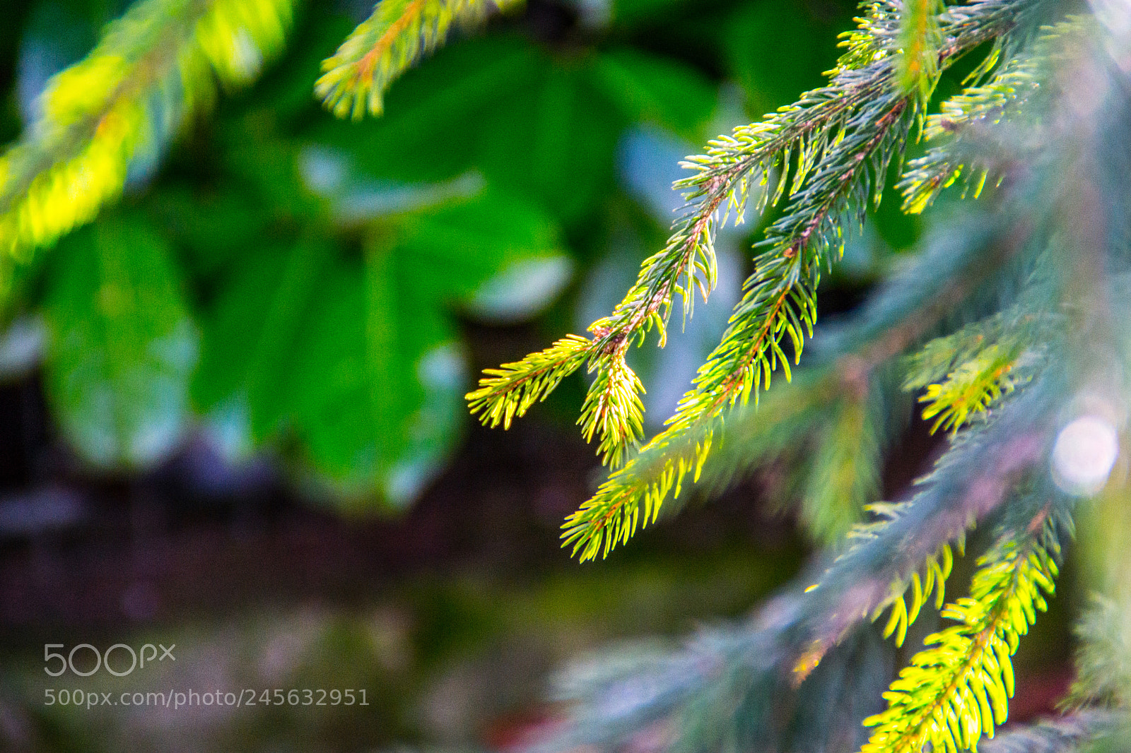 Sony a5100 sample photo. Walking on castione pt5 photography