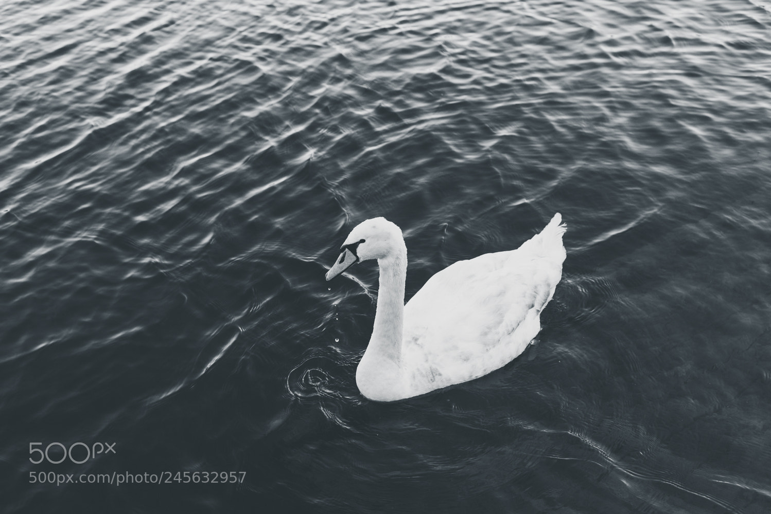 Nikon D610 sample photo. Untitled photography
