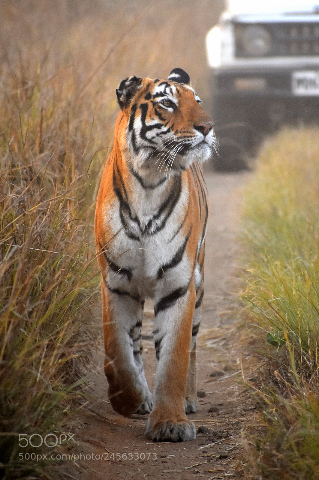 Nikon D7200 sample photo. Tigress photography