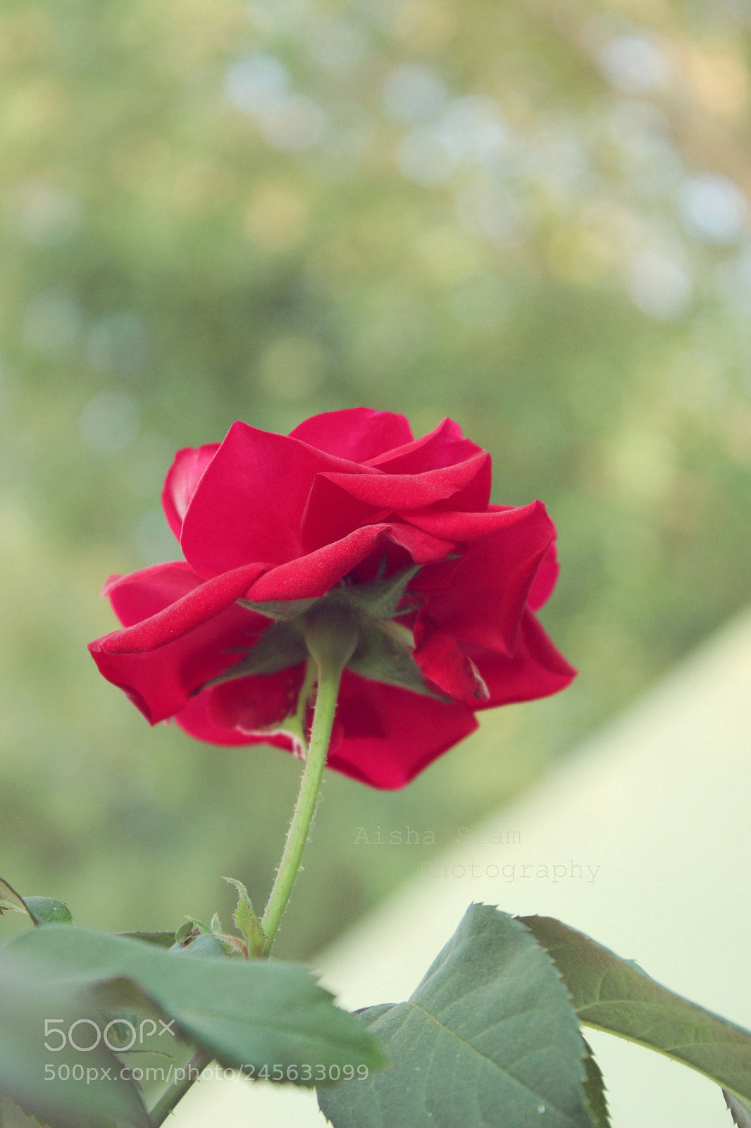 Canon EOS 600D (Rebel EOS T3i / EOS Kiss X5) sample photo. Untitled photography