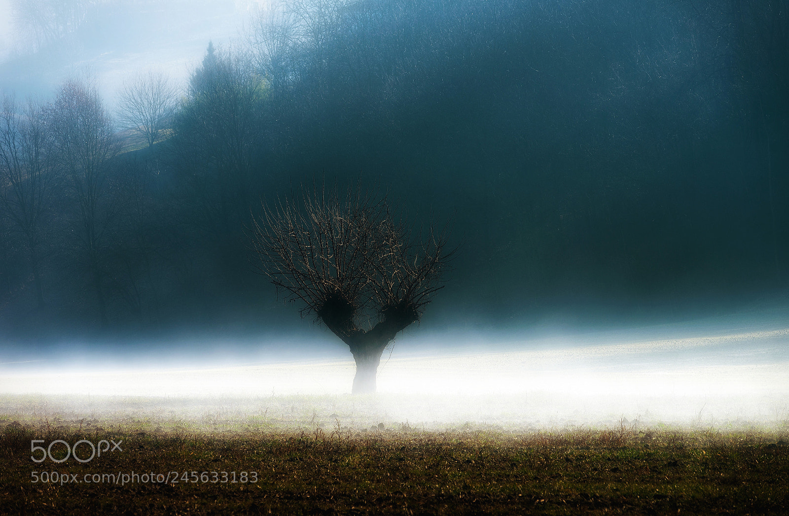 Nikon D610 sample photo. Dream of winter photography