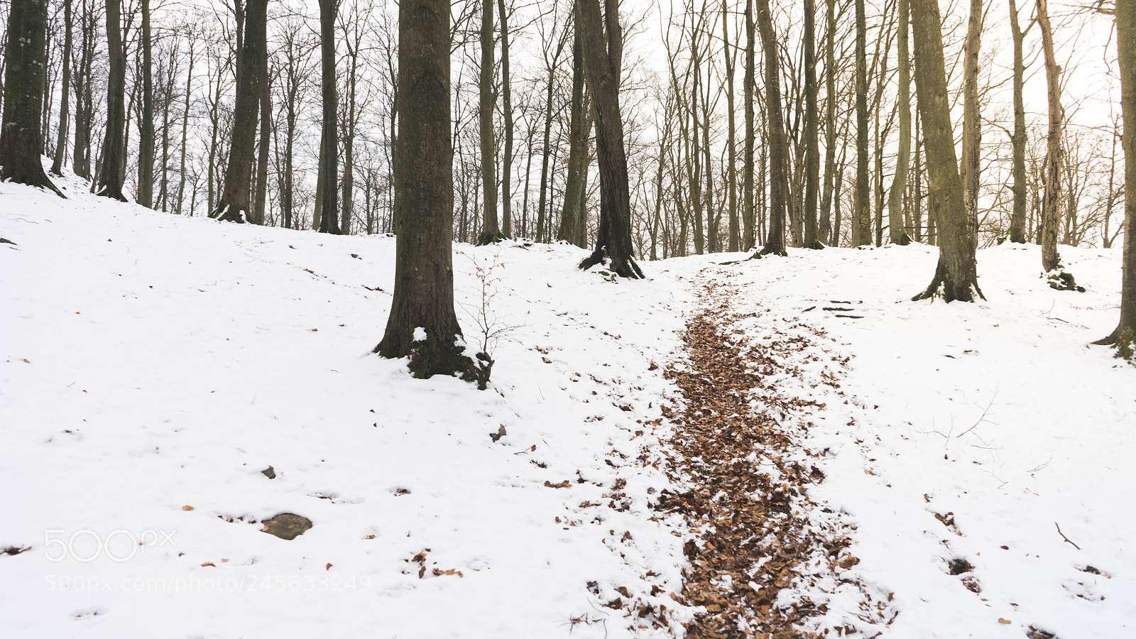 Sony a7 sample photo. Winter and paths photography