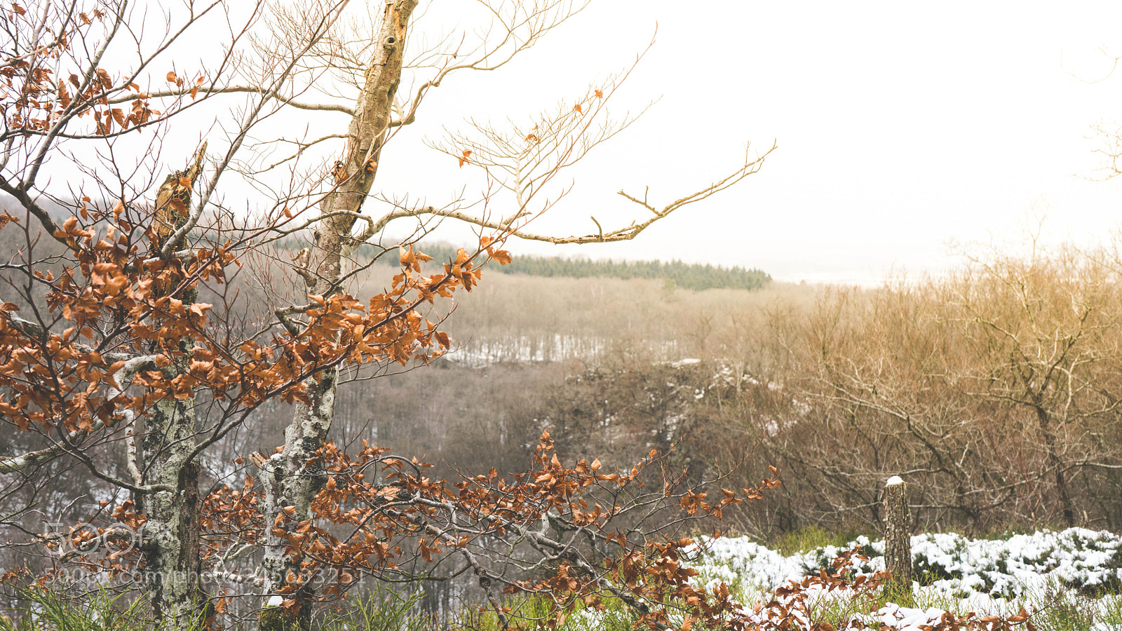 Sony a7 sample photo. Winter and leaves photography