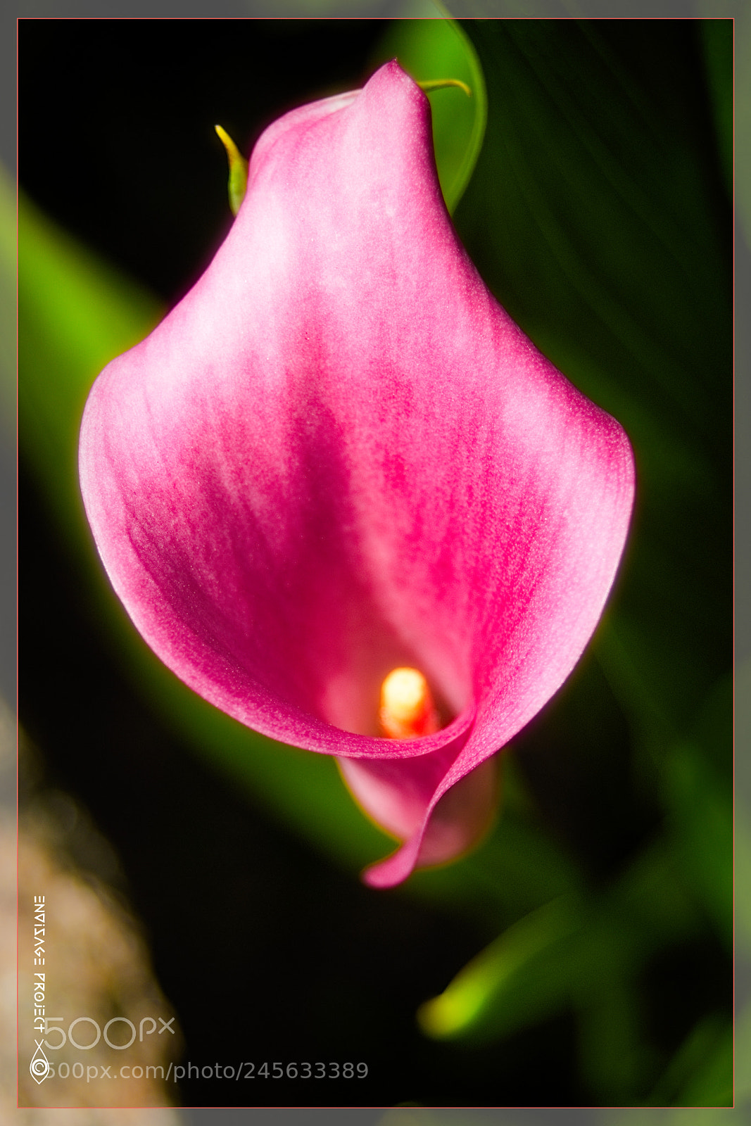 Sony a7R sample photo. Magentas lilly photography