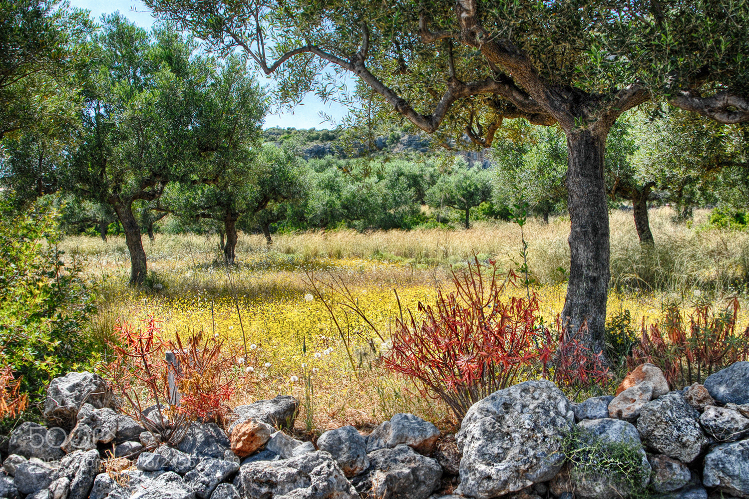 Nikon D200 sample photo. Old olive trees photography