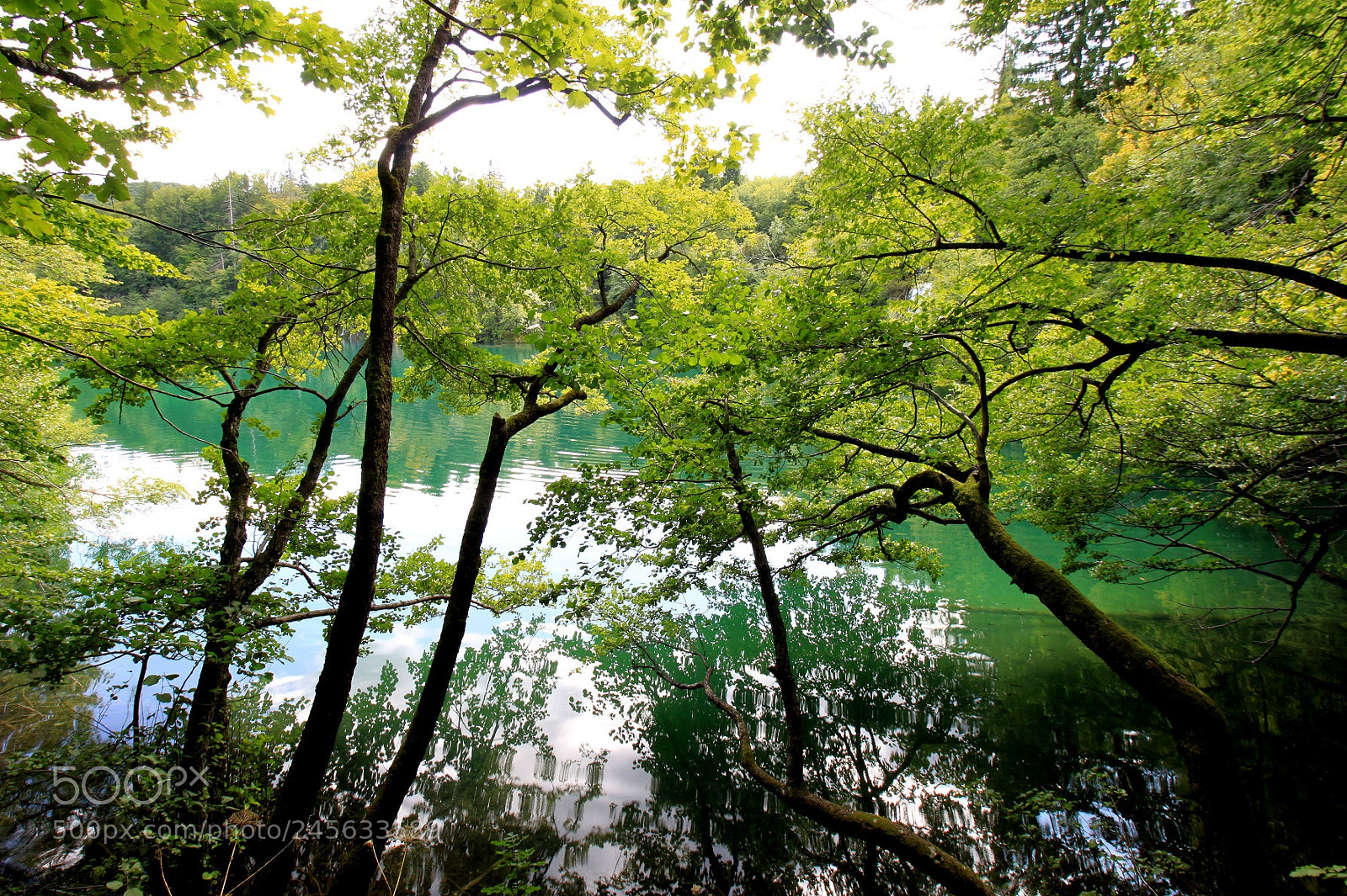 Canon EOS 500D (EOS Rebel T1i / EOS Kiss X3) sample photo. Plitvice, croatia... green all photography