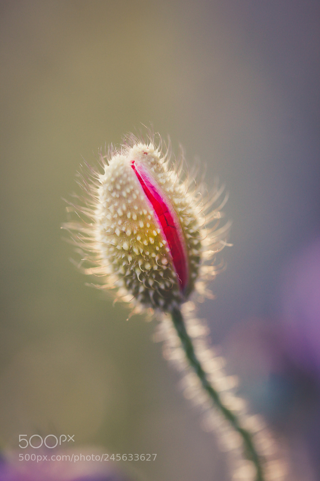 Canon EOS 600D (Rebel EOS T3i / EOS Kiss X5) sample photo. Third eye photography
