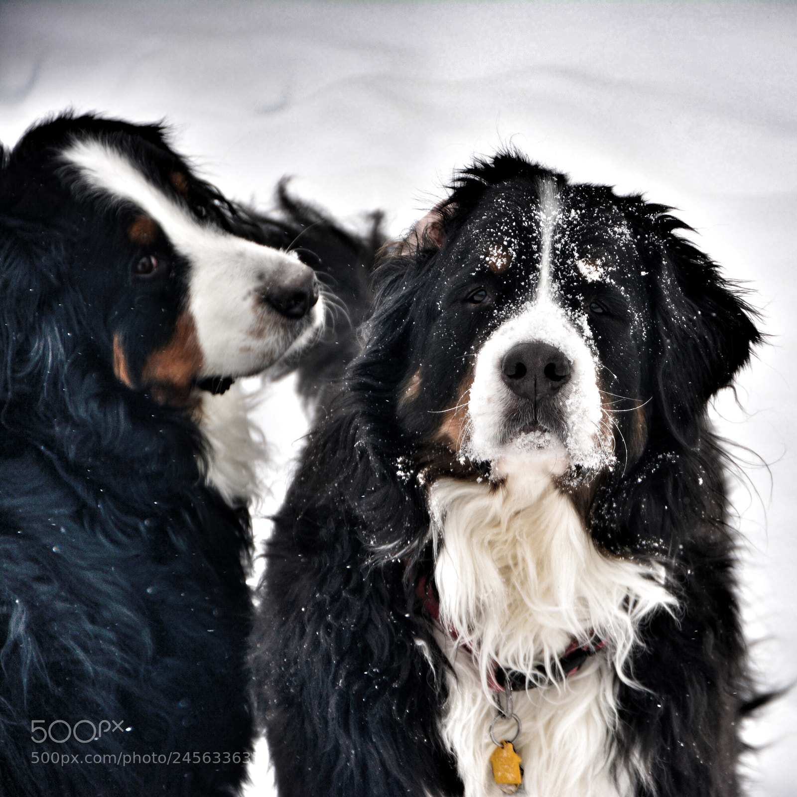 Nikon D7100 sample photo. Outdoor dogs photography