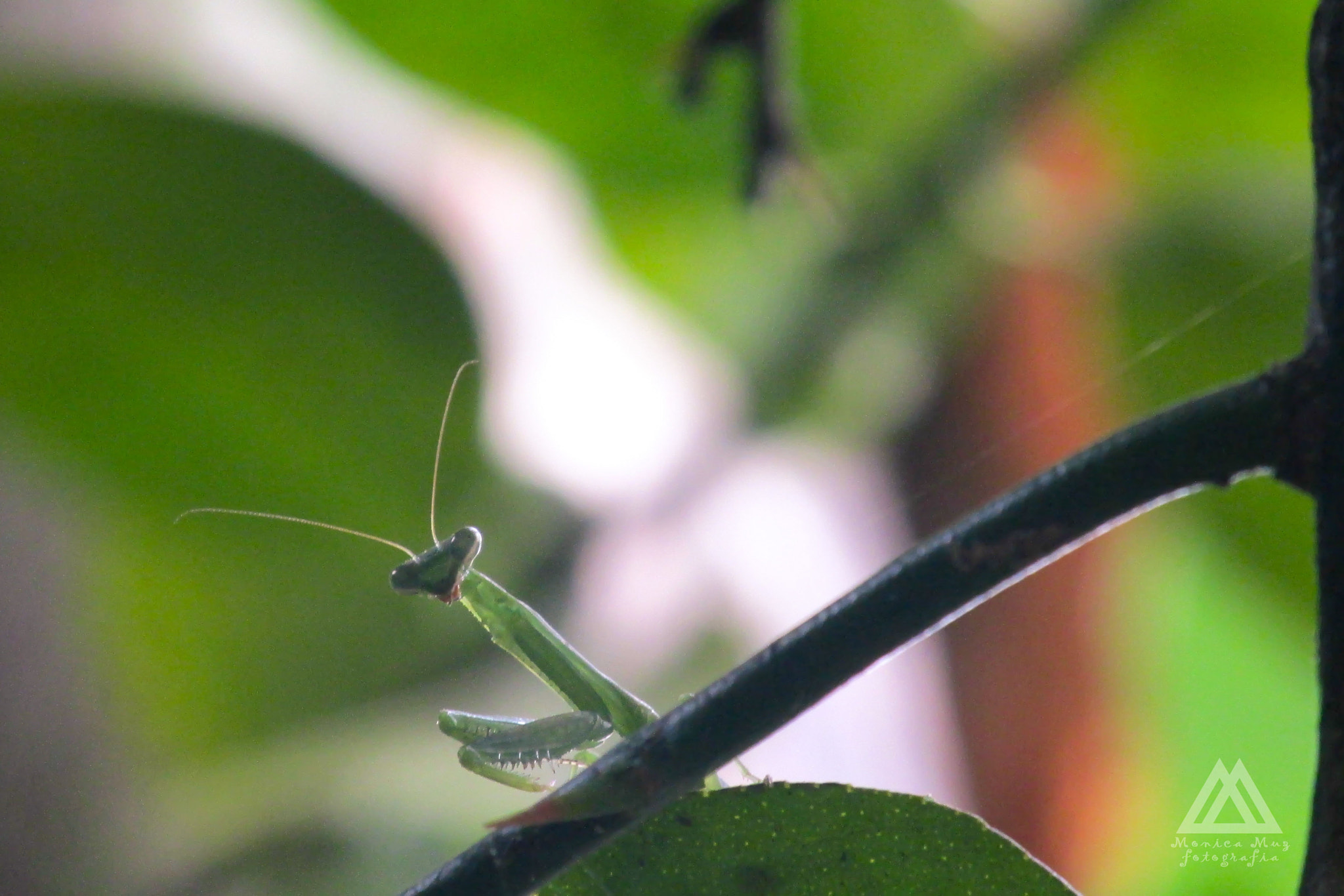 Canon PowerShot SX160 IS sample photo