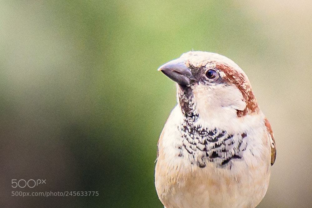 Nikon D810 sample photo. Untitled photography