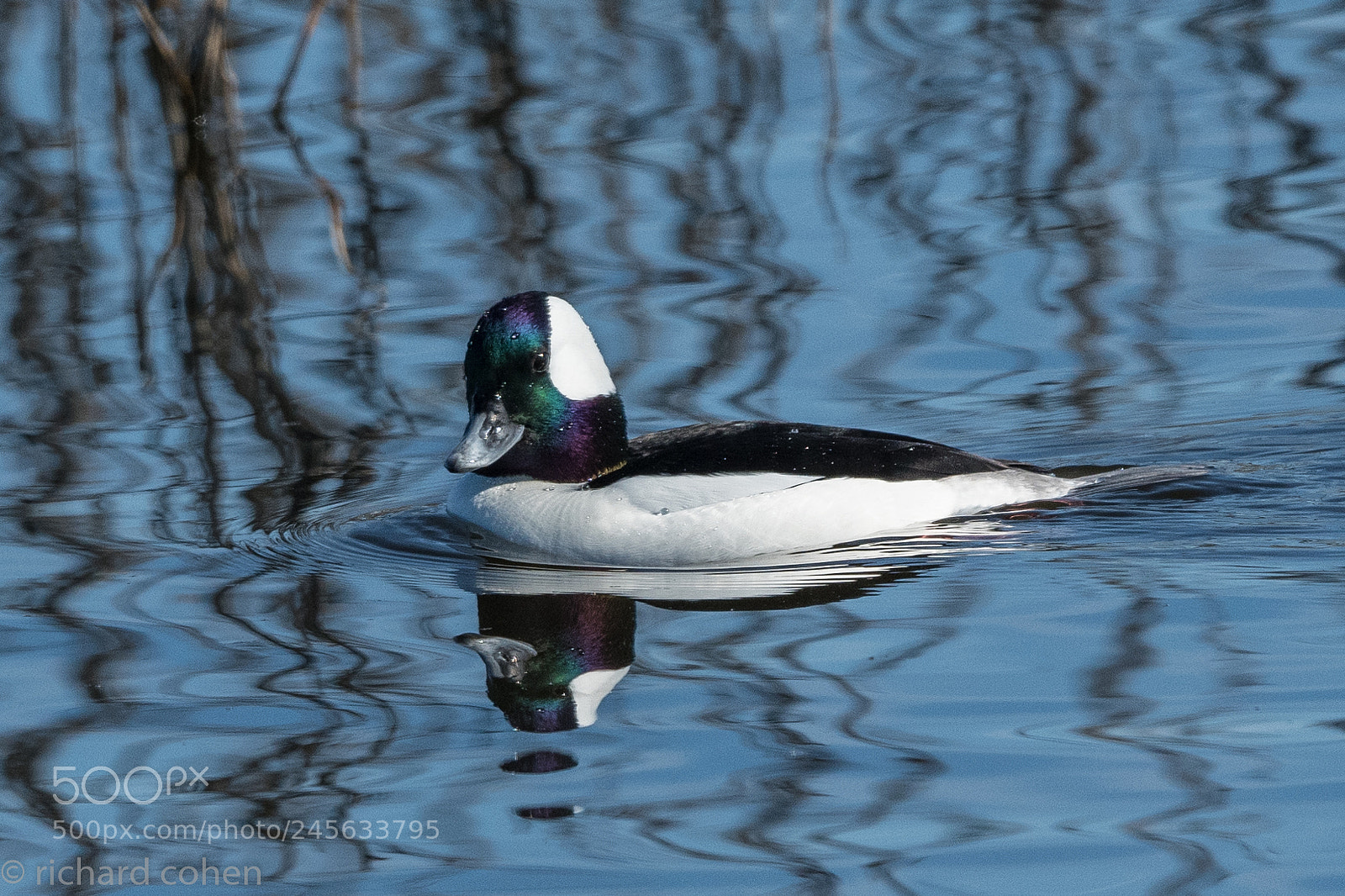 Nikon D850 sample photo. Bufflehead photography