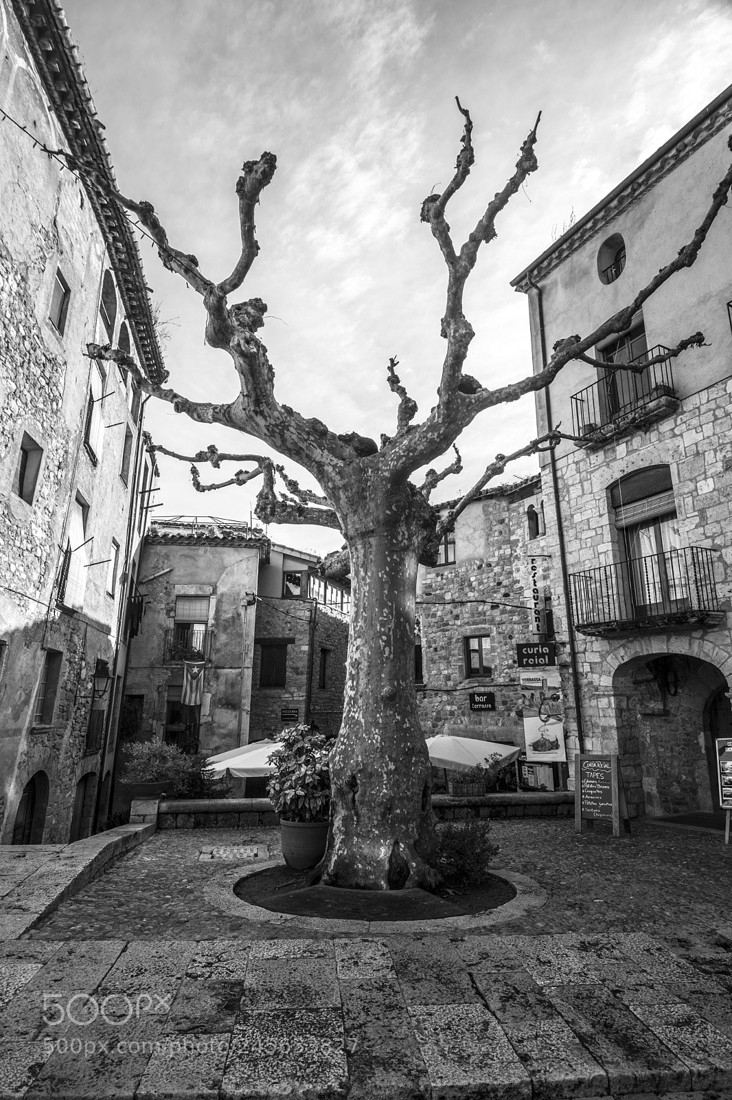 Nikon D7100 sample photo. The white tree of photography