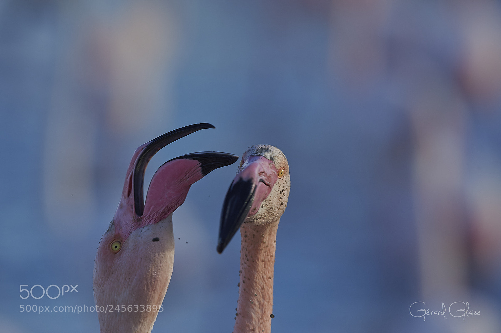 Nikon D4 sample photo. Greater flamingo photography