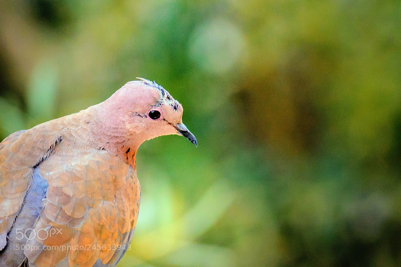 Nikon D810 sample photo. Untitled photography