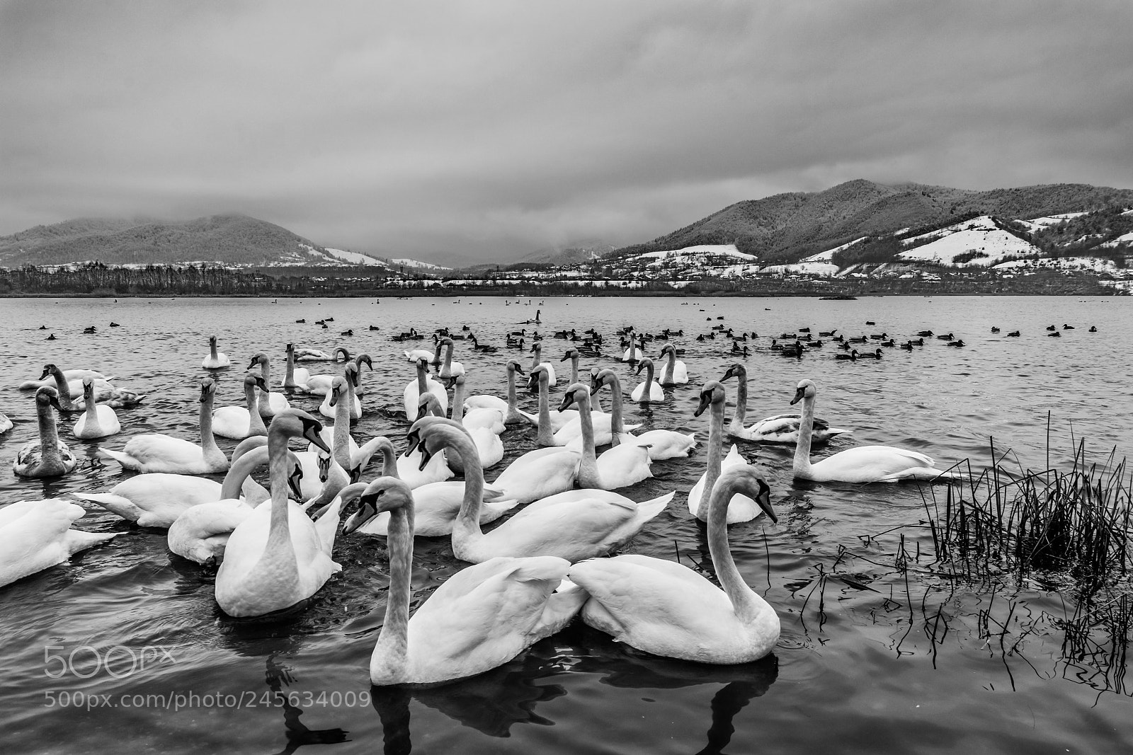 Nikon D7200 sample photo. Monochrome swans photography