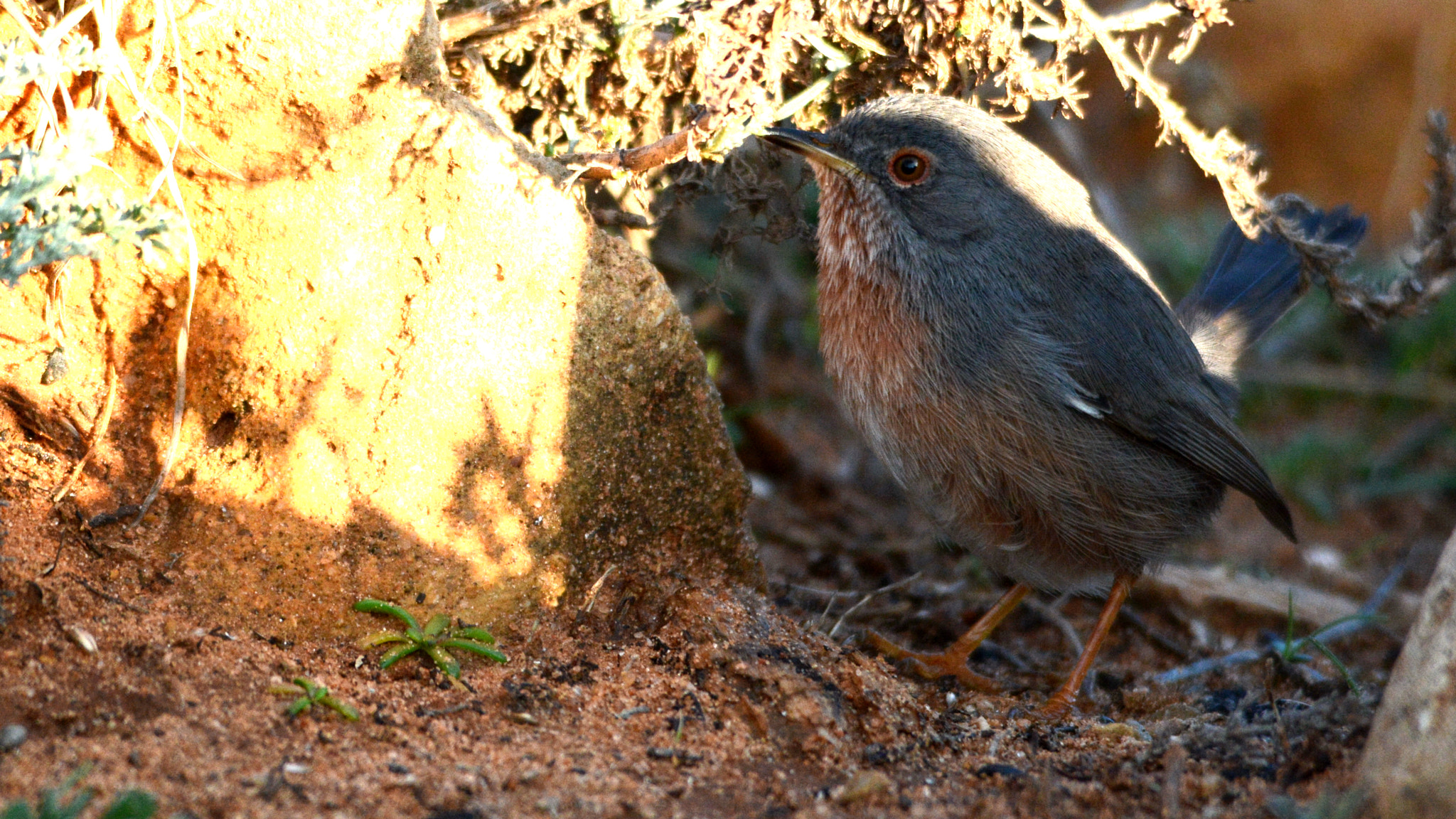Sigma 150-500mm F5-6.3 DG OS HSM sample photo. Dartford warbler photography