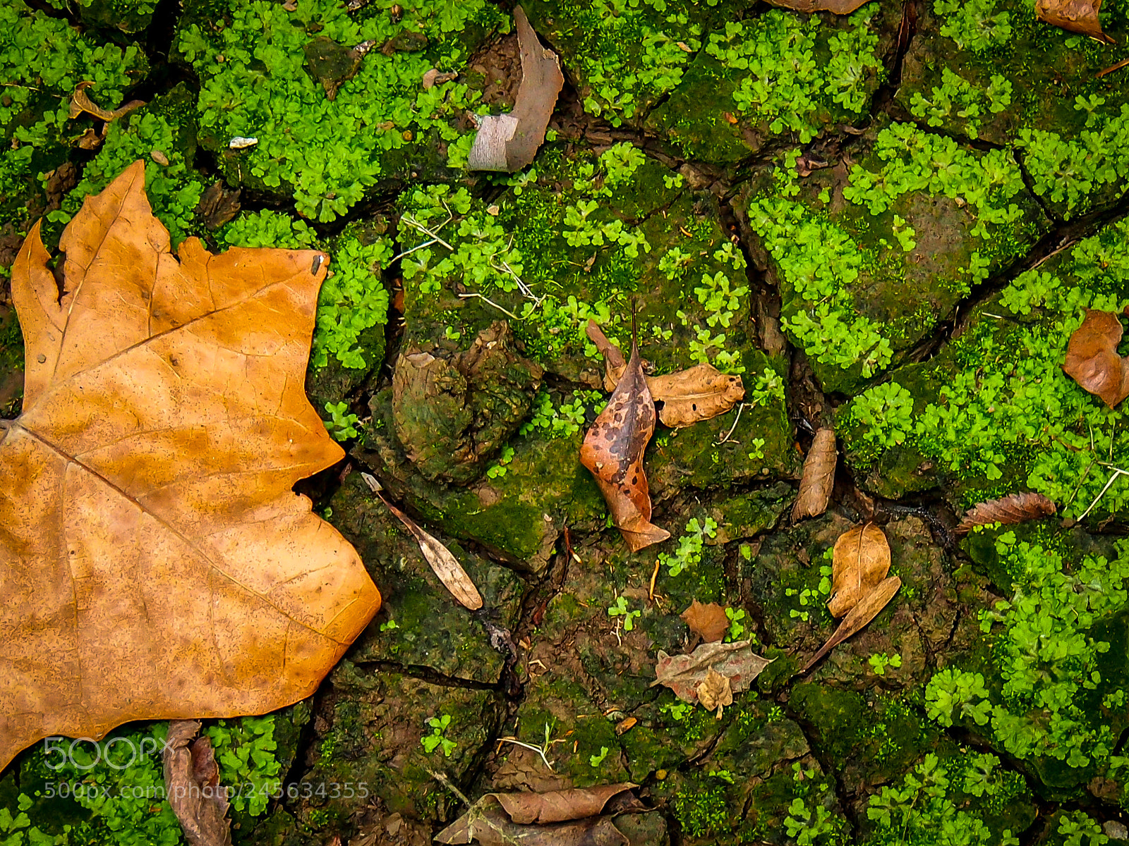 Olympus OM-D E-M5 sample photo. Bark, leaf and moss photography