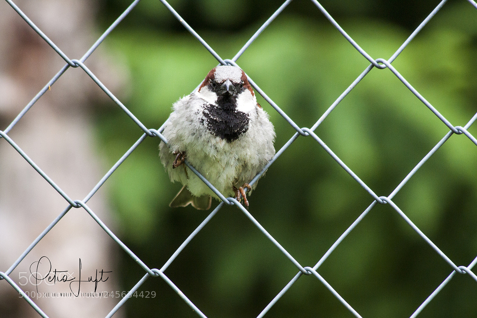 Canon EOS 50D sample photo. Bird in gate photography