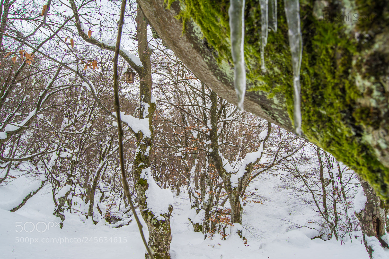 Nikon D5200 sample photo. White and green photography
