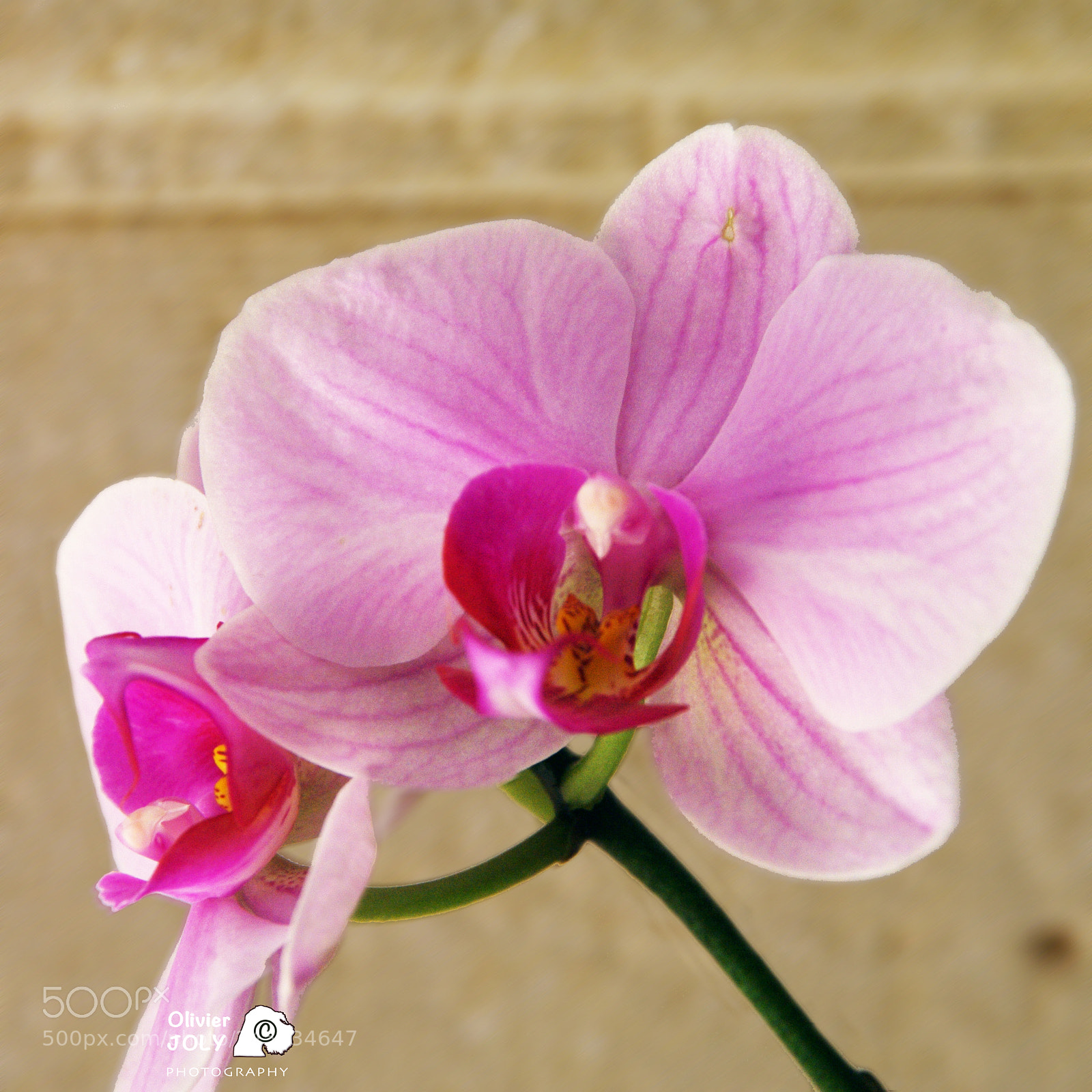 Pentax K-7 sample photo. Orchidée rose photography