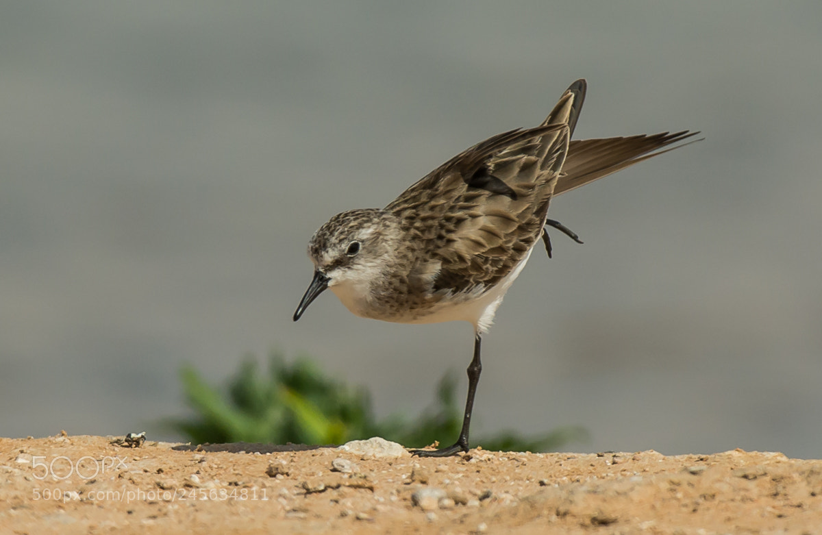 Nikon D7100 sample photo. Little stint yoga. photography