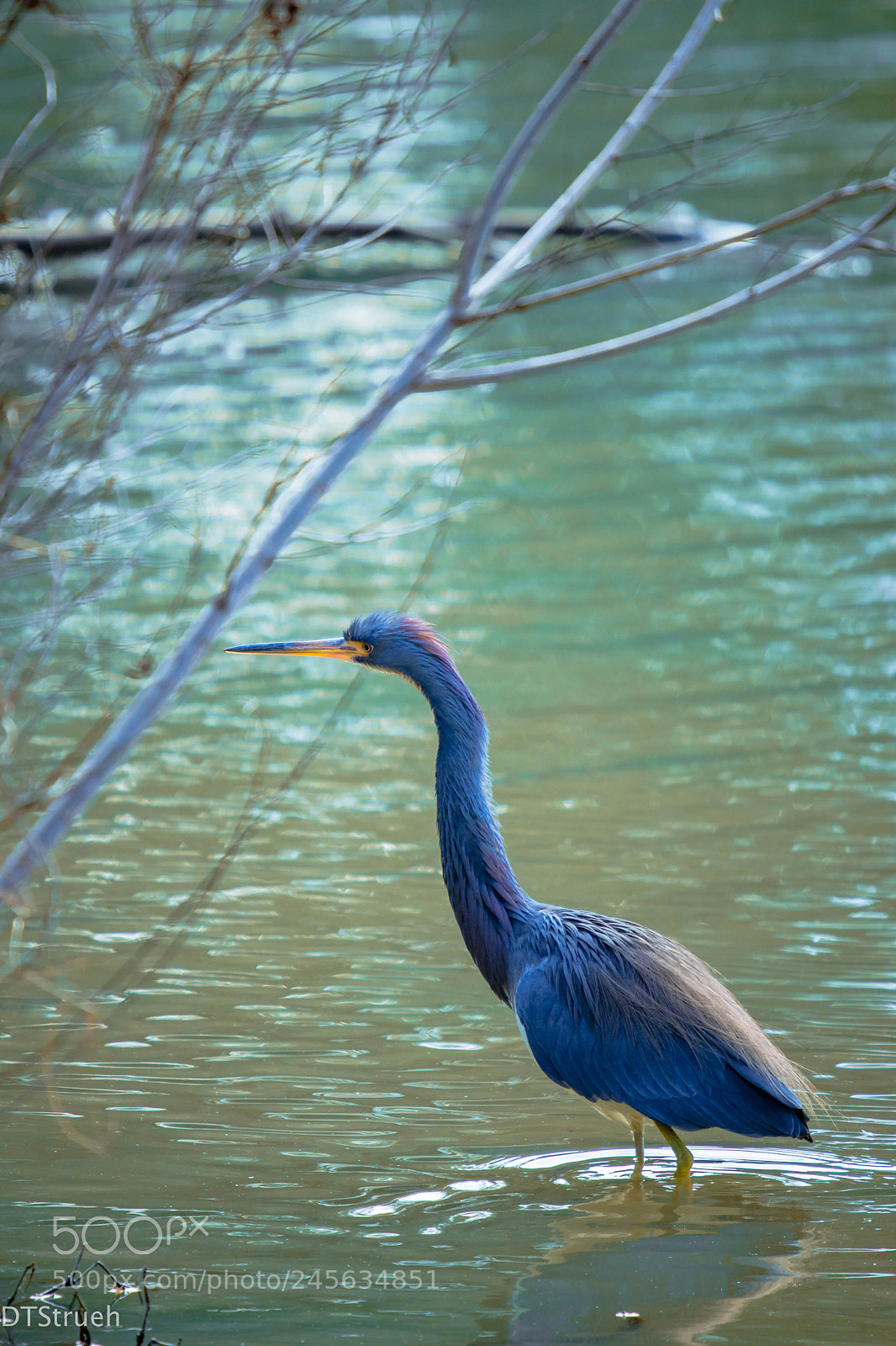 Nikon D7200 sample photo. Blue heron v photography