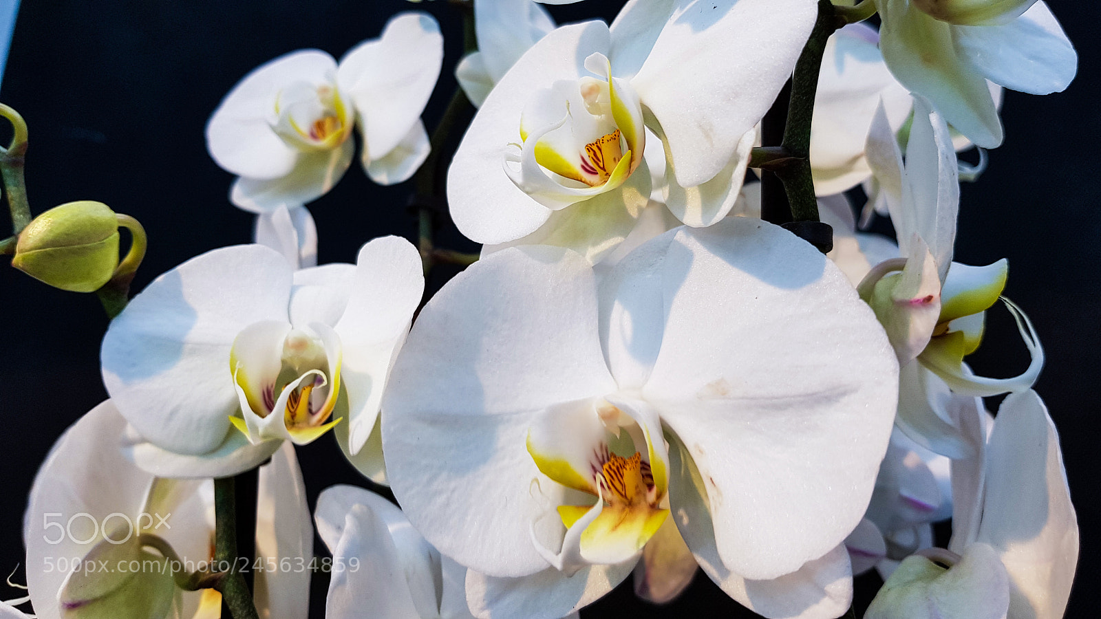 Samsung Galaxy S8 sample photo. White orchids are nice photography
