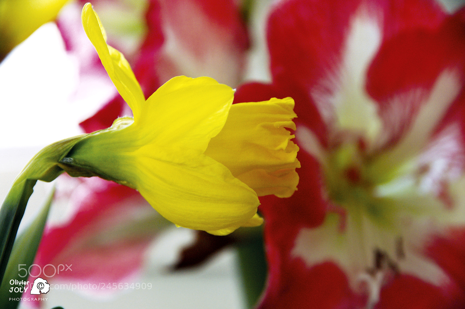Pentax K-7 sample photo. Narcisse photography