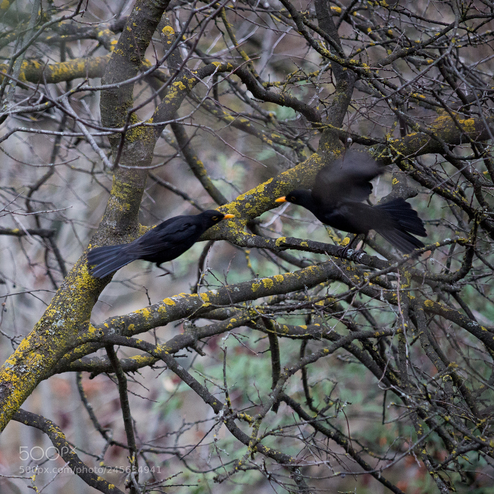 Canon EOS 600D (Rebel EOS T3i / EOS Kiss X5) sample photo. Blackbirds photography