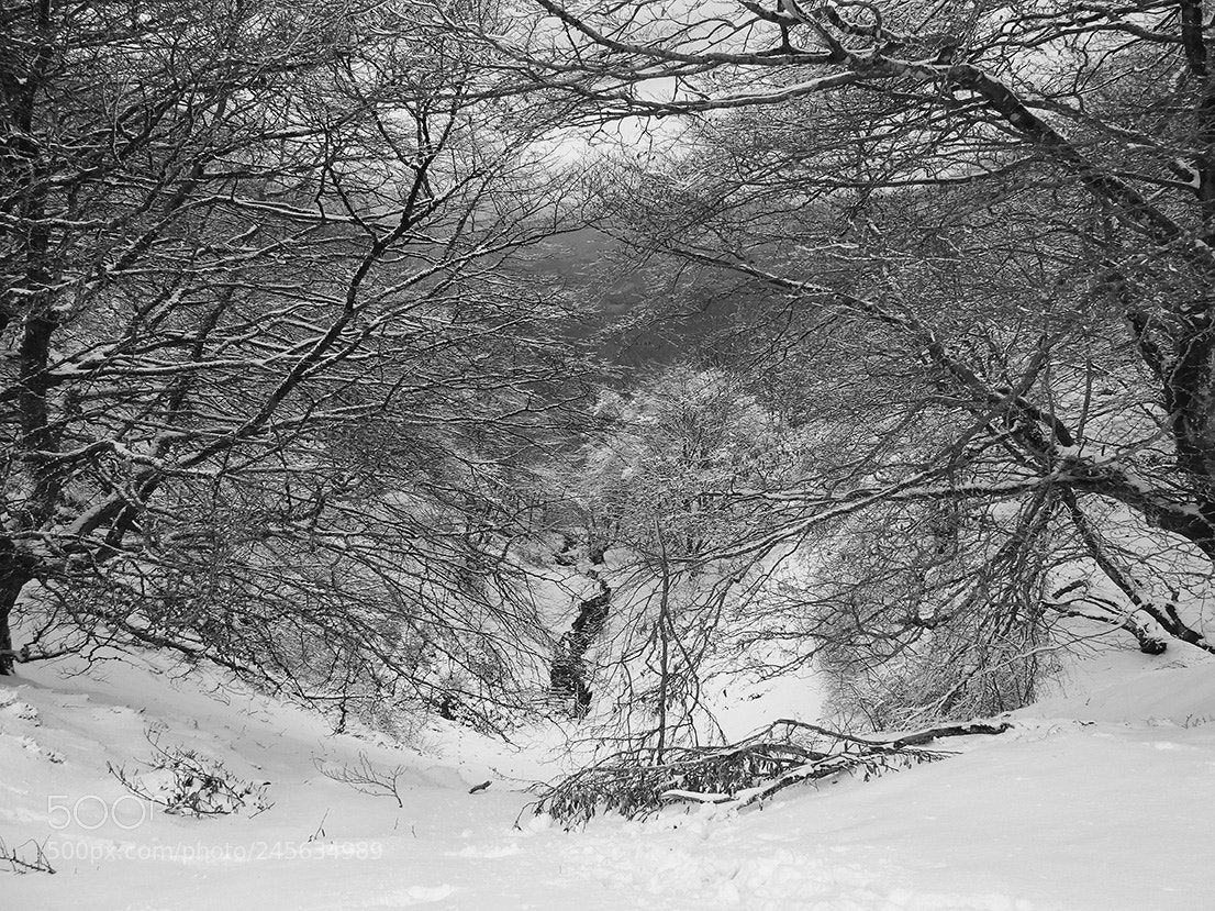 Nikon Coolpix P900 sample photo. Artikutza photography