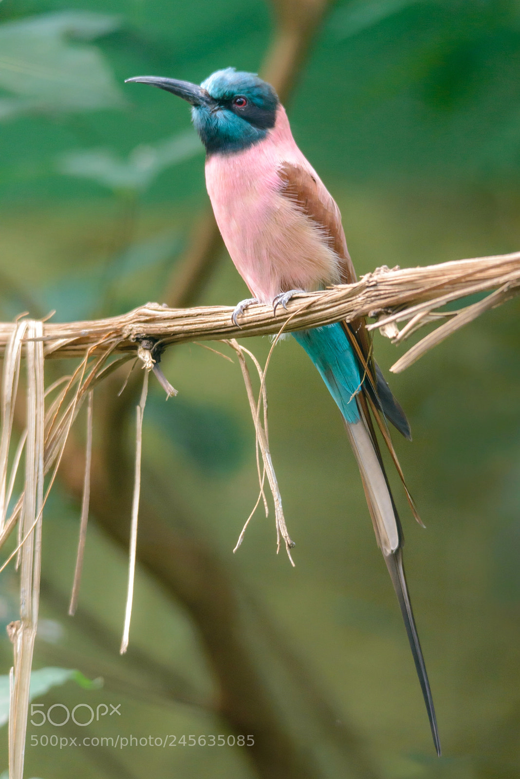 Nikon D600 sample photo. Nubian bee-eater photography