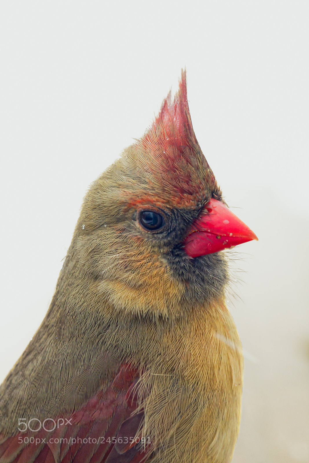 Canon EOS 7D Mark II sample photo. Female northern cardinal portrait photography