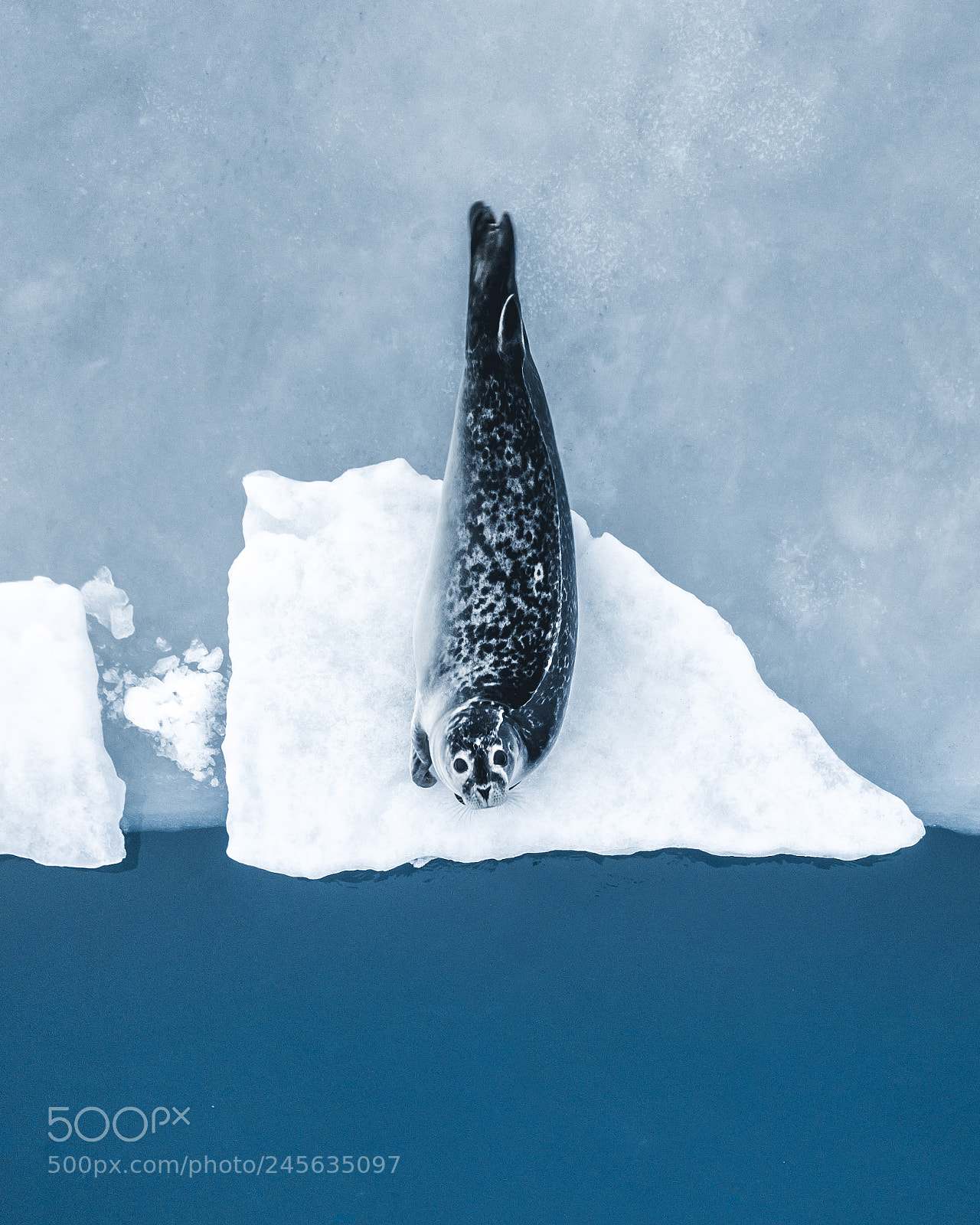 DJI FC220 sample photo. Seal photography