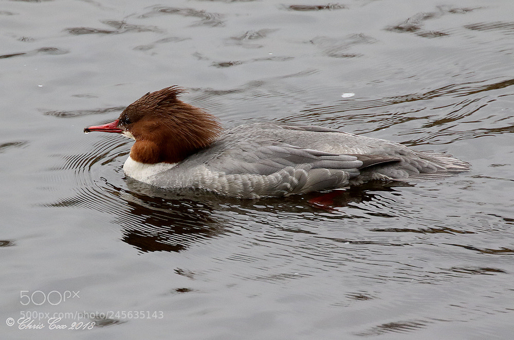 Canon EOS 7D Mark II sample photo. Goosander photography