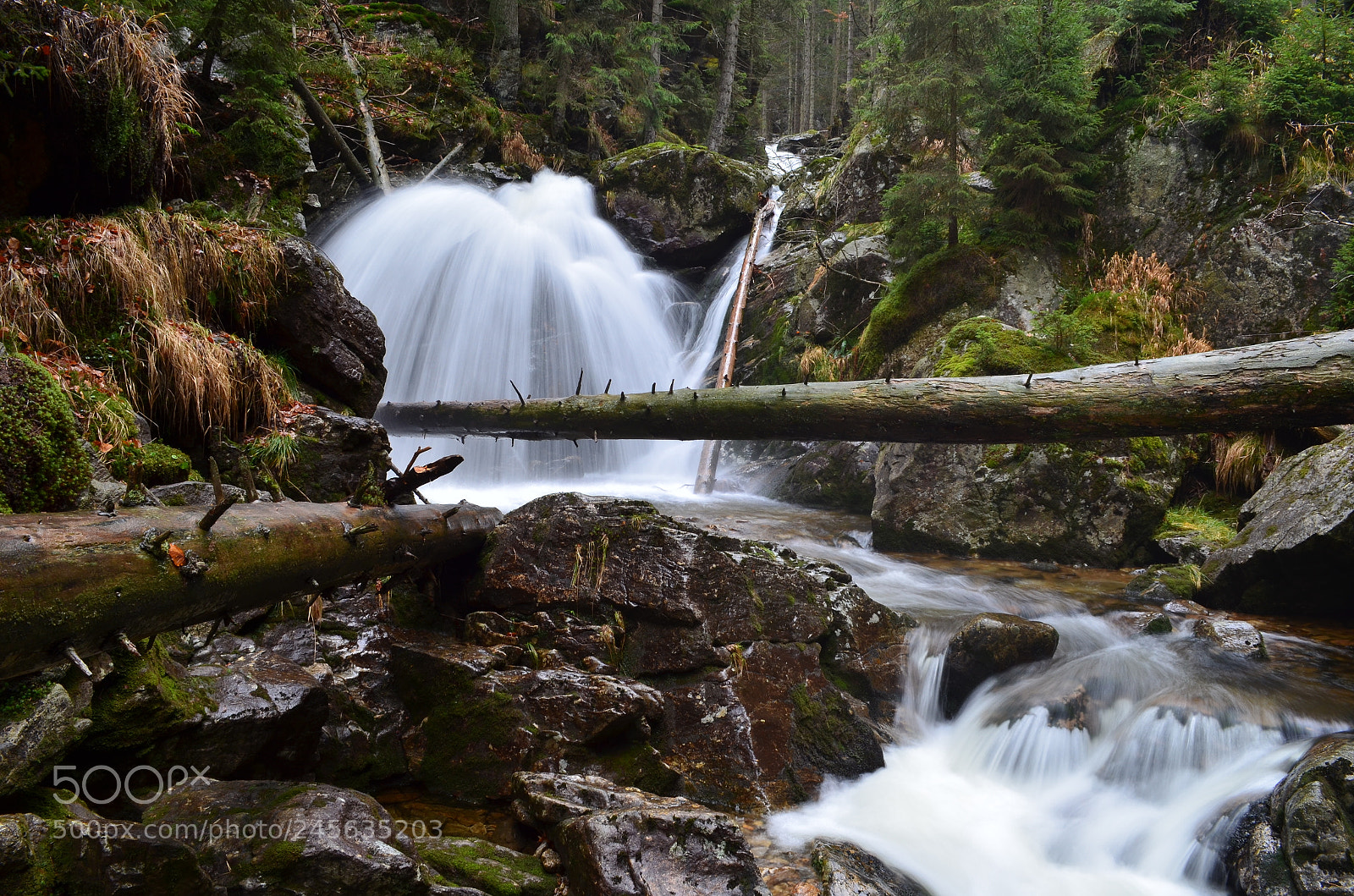 Nikon D5100 sample photo. Bavarian jungle photography