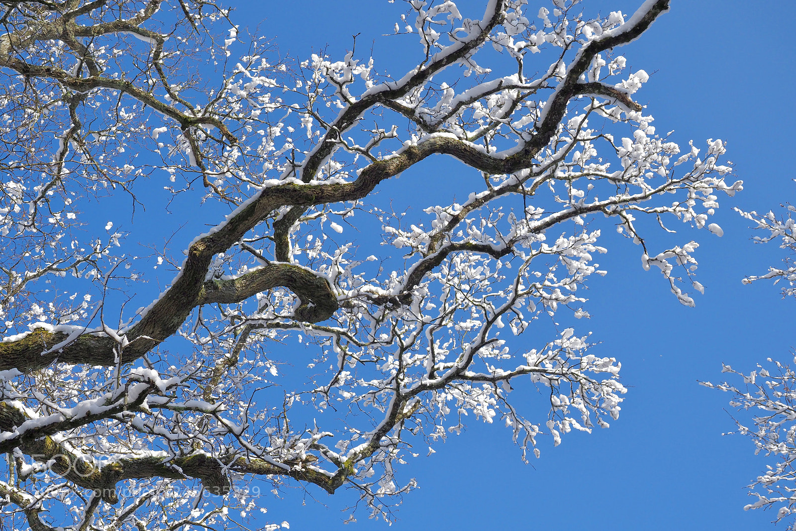 Olympus OM-D E-M1 Mark II sample photo. Bourgeons de neige photography
