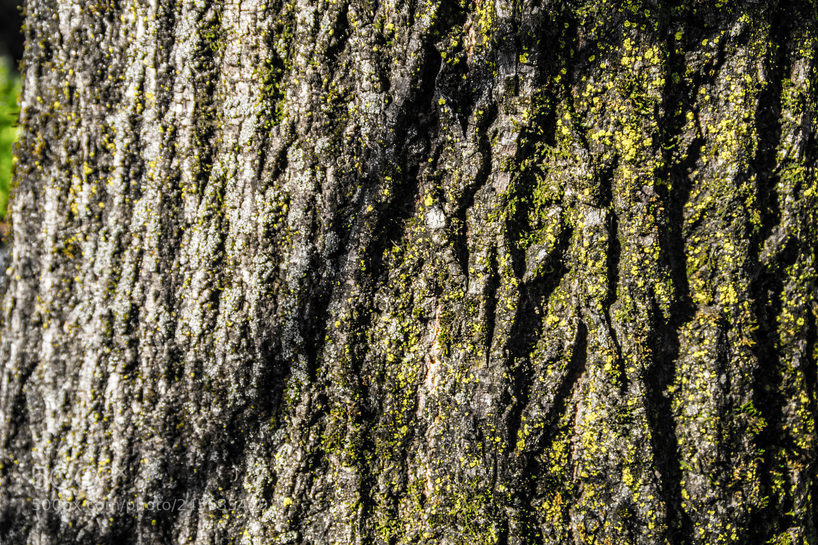 Sony a5100 sample photo. Walking on castione pt5 photography