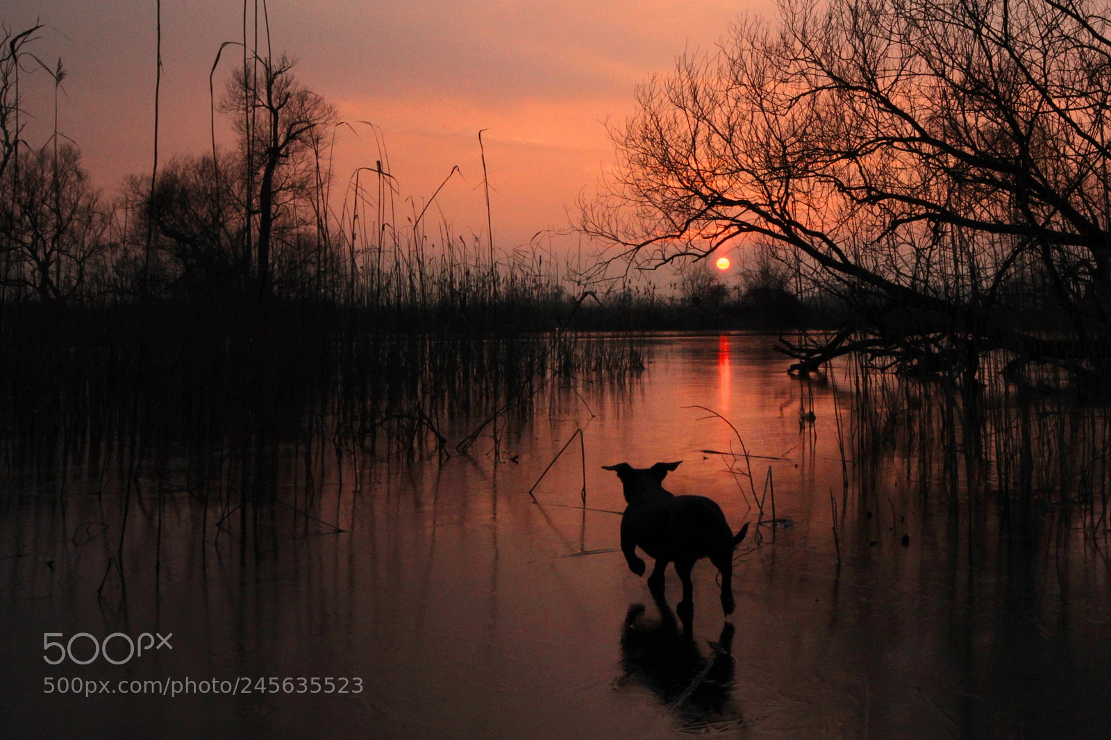 Canon EOS-1D Mark IV sample photo. Untitled photography