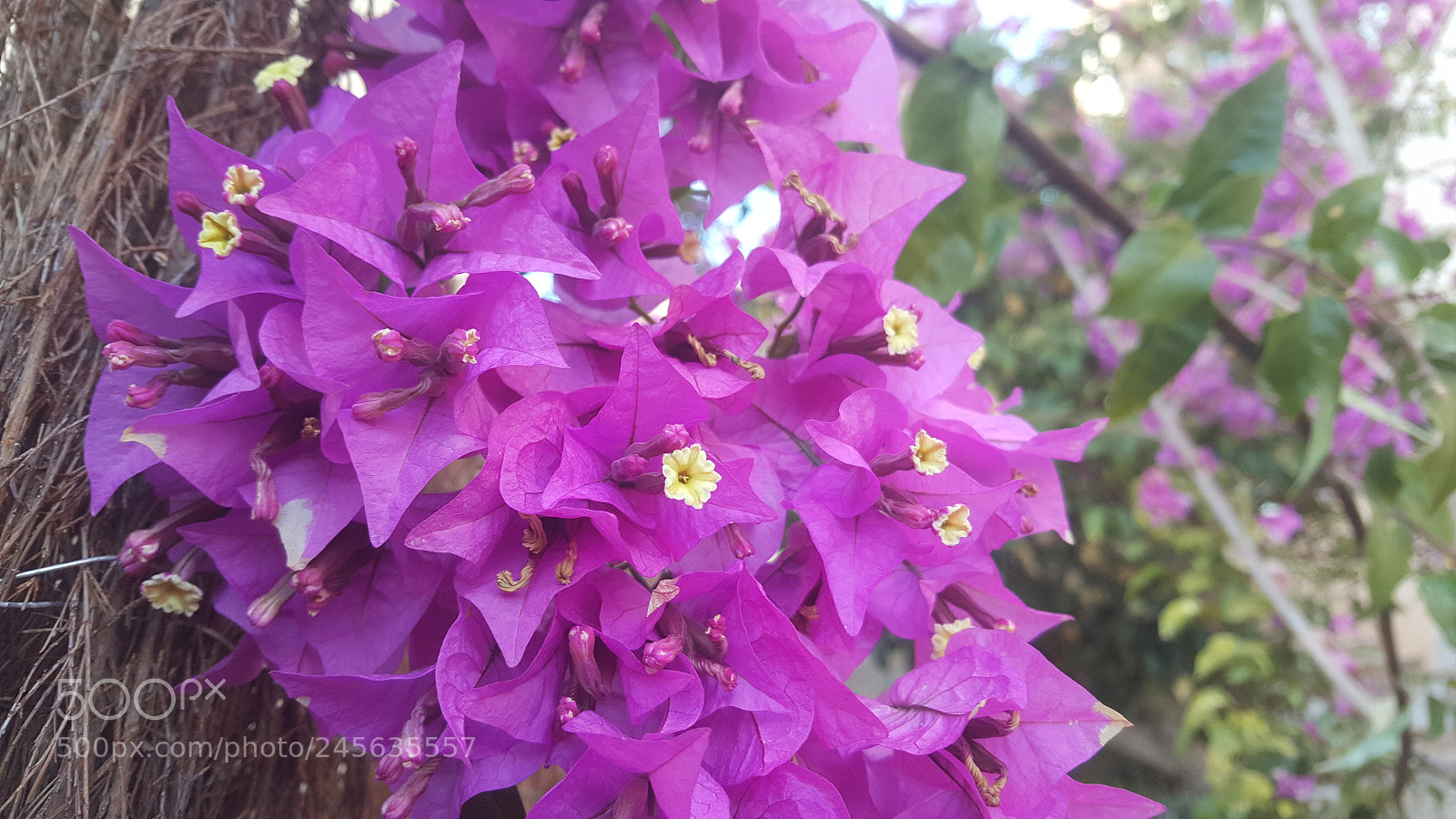 Samsung Galaxy Note5 sample photo. Flower photography