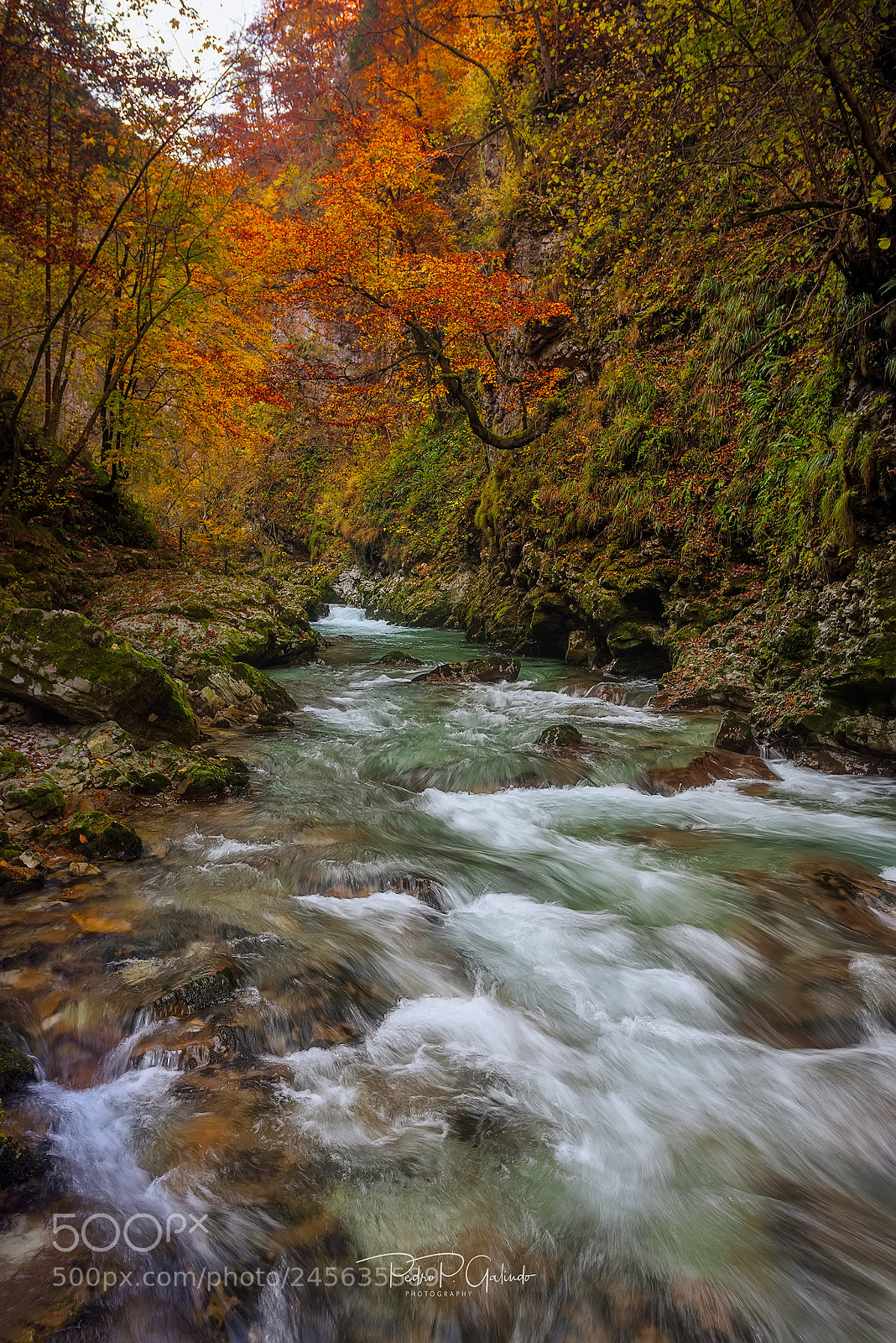 Nikon D810 sample photo. River of vintgar photography