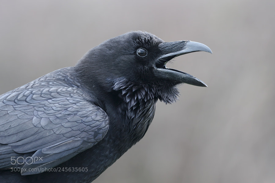 Canon EOS 7D Mark II sample photo. Raven photography