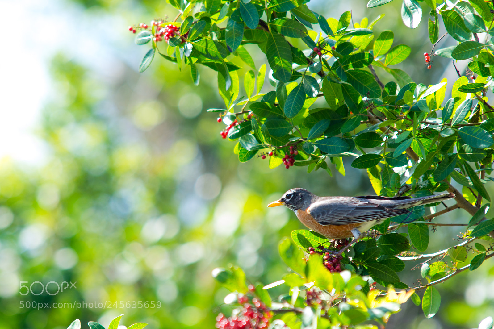 Nikon D7100 sample photo. Perched photography