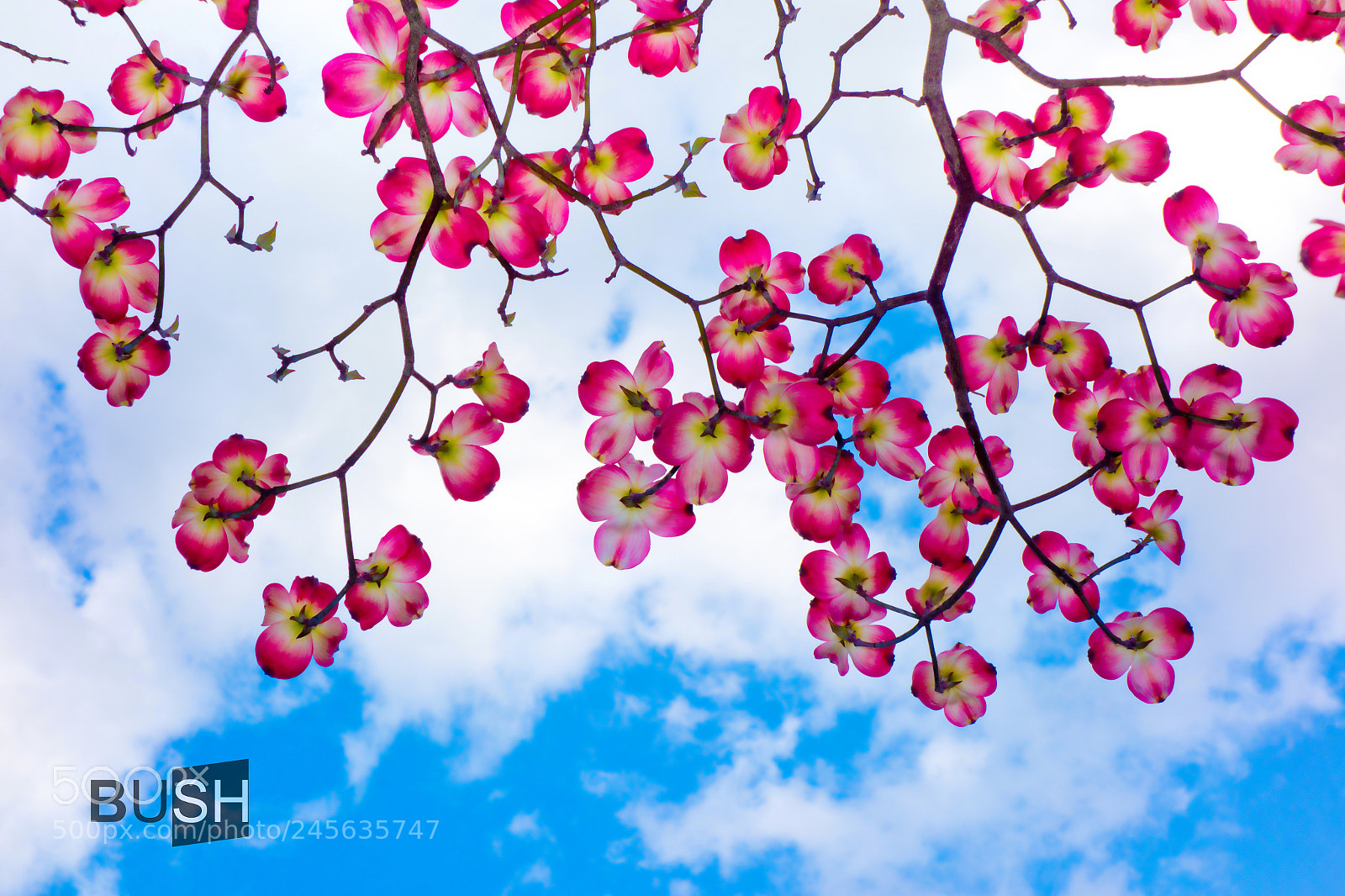 Sony Cyber-shot DSC-RX100 sample photo. Fruit blossoms against blue photography