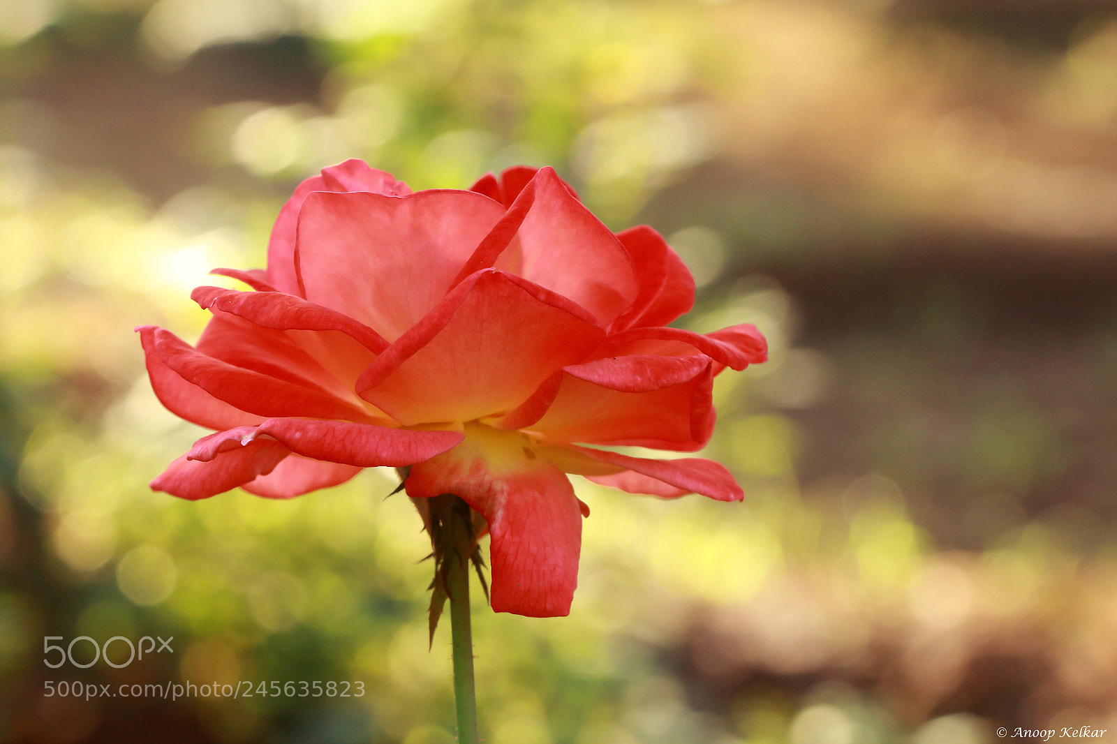 Canon EOS 700D (EOS Rebel T5i / EOS Kiss X7i) sample photo. Rose photography
