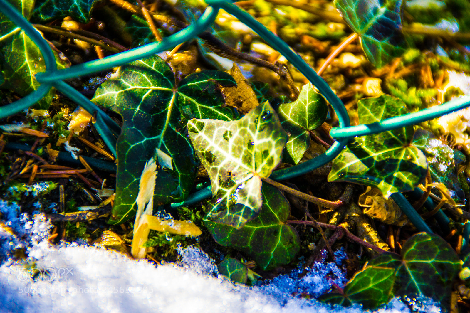 Sony a5100 sample photo. Walking on castione pt5 photography