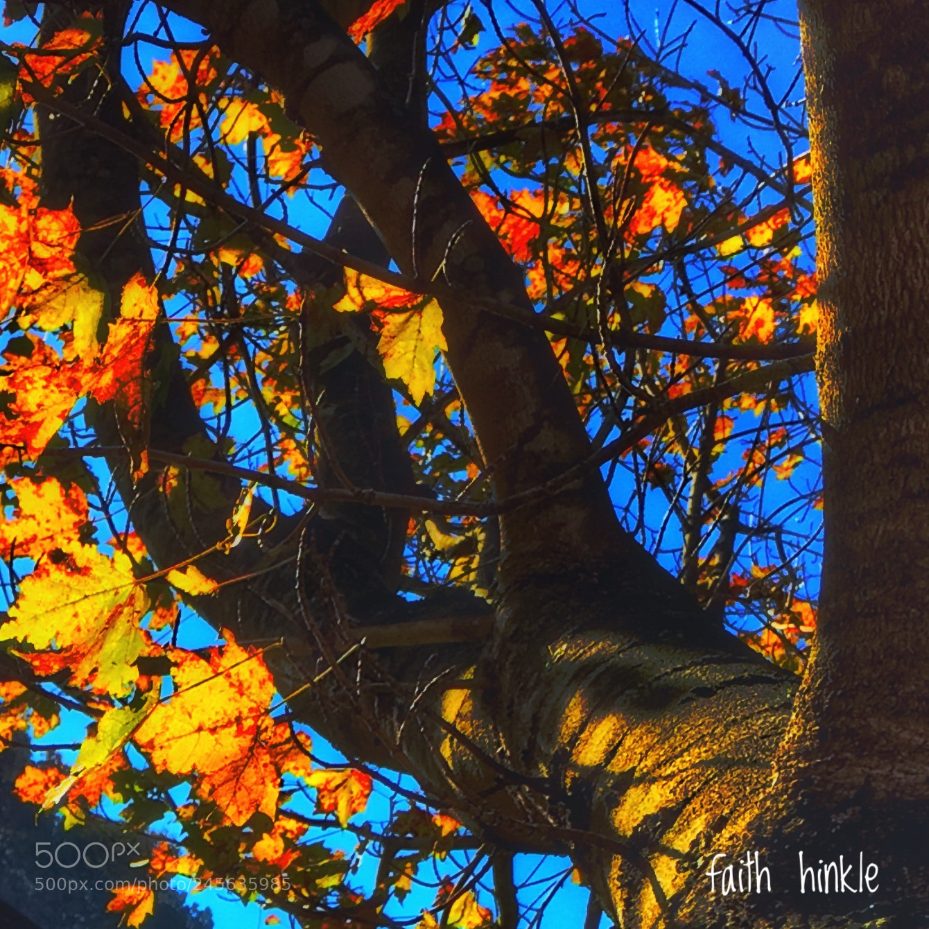 Apple iPhone 6s Plus sample photo. Golden glow photography