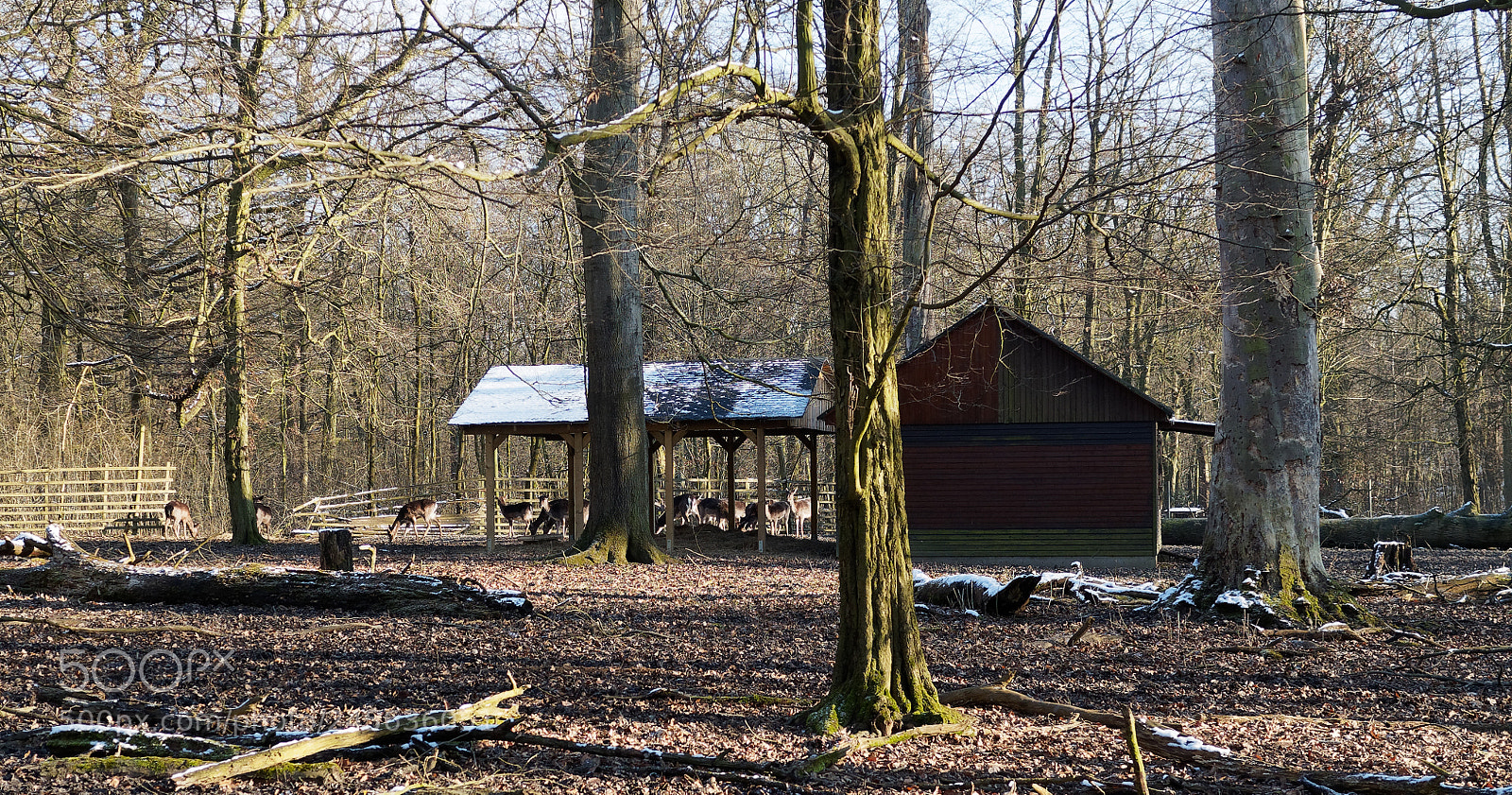 Olympus OM-D E-M5 sample photo. Bs-riddagshausen, tiergehege photography