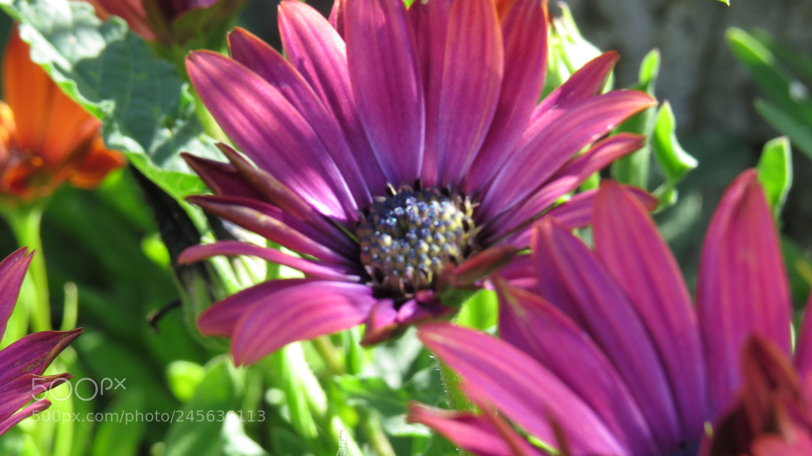 Canon PowerShot SX50 HS sample photo. Img photography