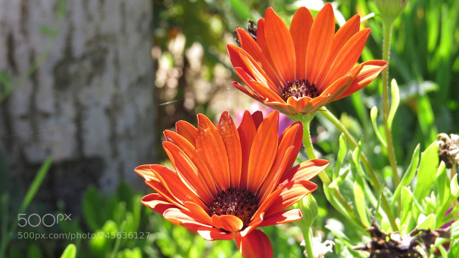 Canon PowerShot SX50 HS sample photo. Img photography