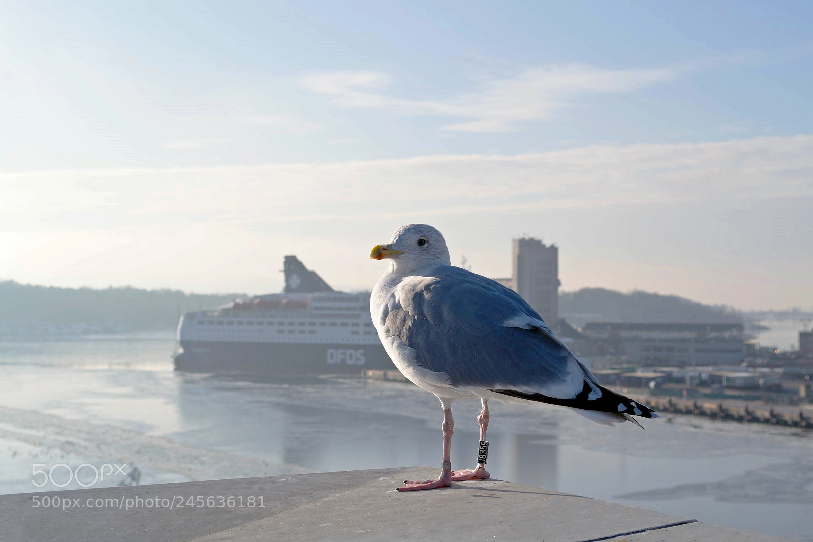 Nikon D3100 sample photo. Bird and the city photography